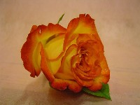 Boutonniere by Toronto Wedding Florist