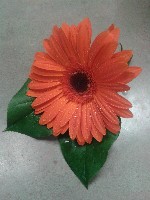 Boutonniere by Toronto Wedding Florist