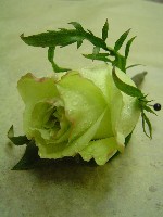 Boutonniere by Toronto Wedding Florist