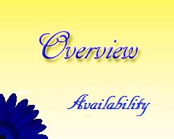 Toronto Wedding Florist - Availability